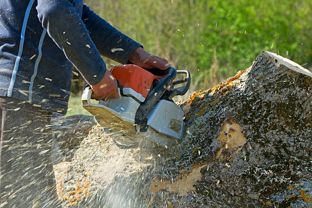 Why Choose Our Tree Removal Services in Phoenix, OR?